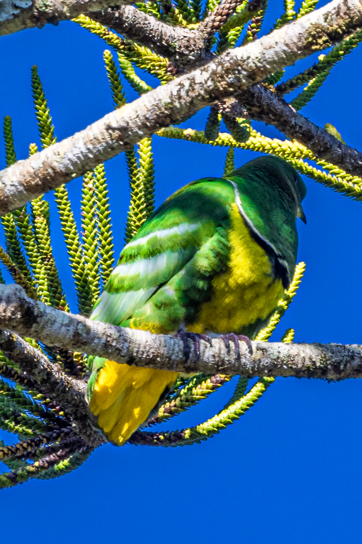 Observation d'oiseaux sur la grande Terre en Nouvelle-Calédonie